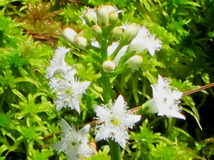 Adirondack Wildflowers:  Buck Bean in bloom on Barnum Bog at the Paul Smiths VIC (3 June 2011)